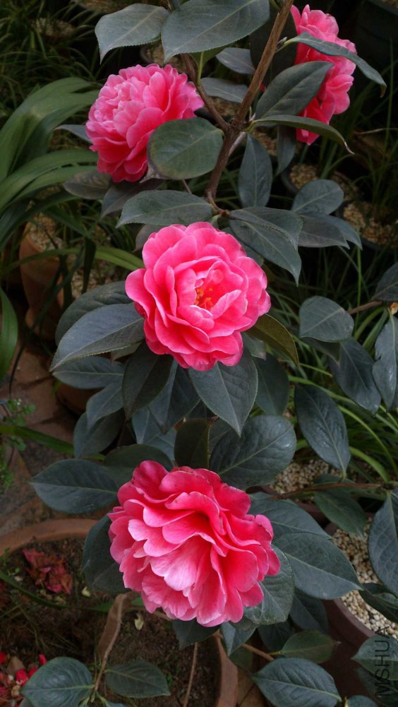 DSC_5385.jpg