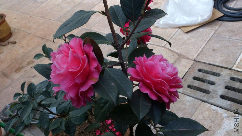 DSC_5386.jpg
