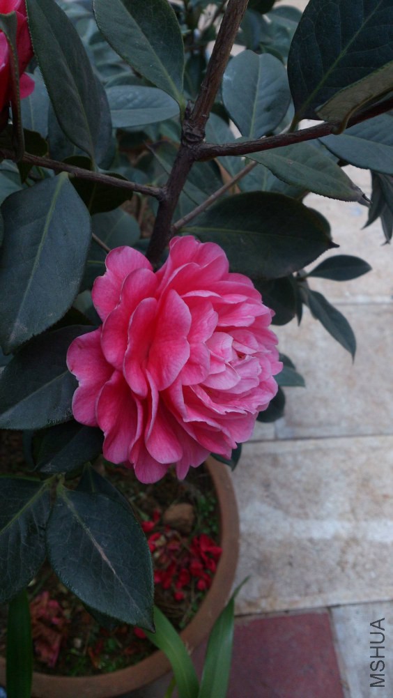 DSC_5387.jpg