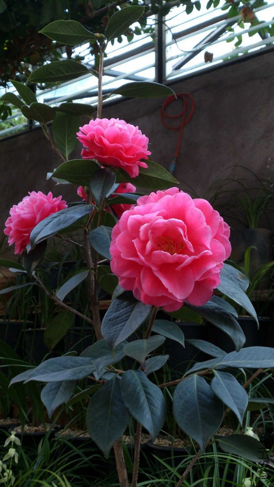 DSC_5391.jpg