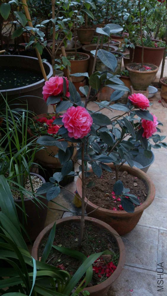 DSC_5395.jpg