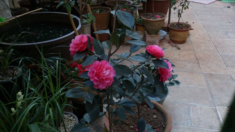 DSC_5397.jpg
