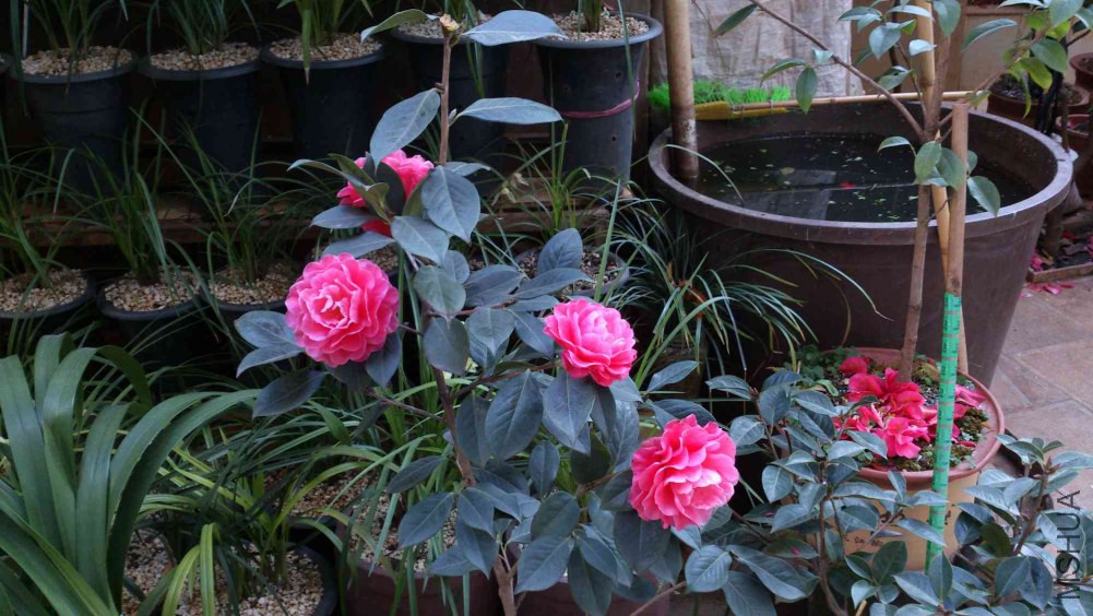 DSC_5398.jpg