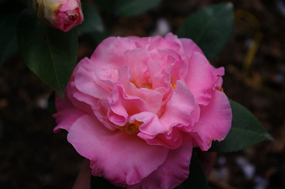 IMGP0572.JPG