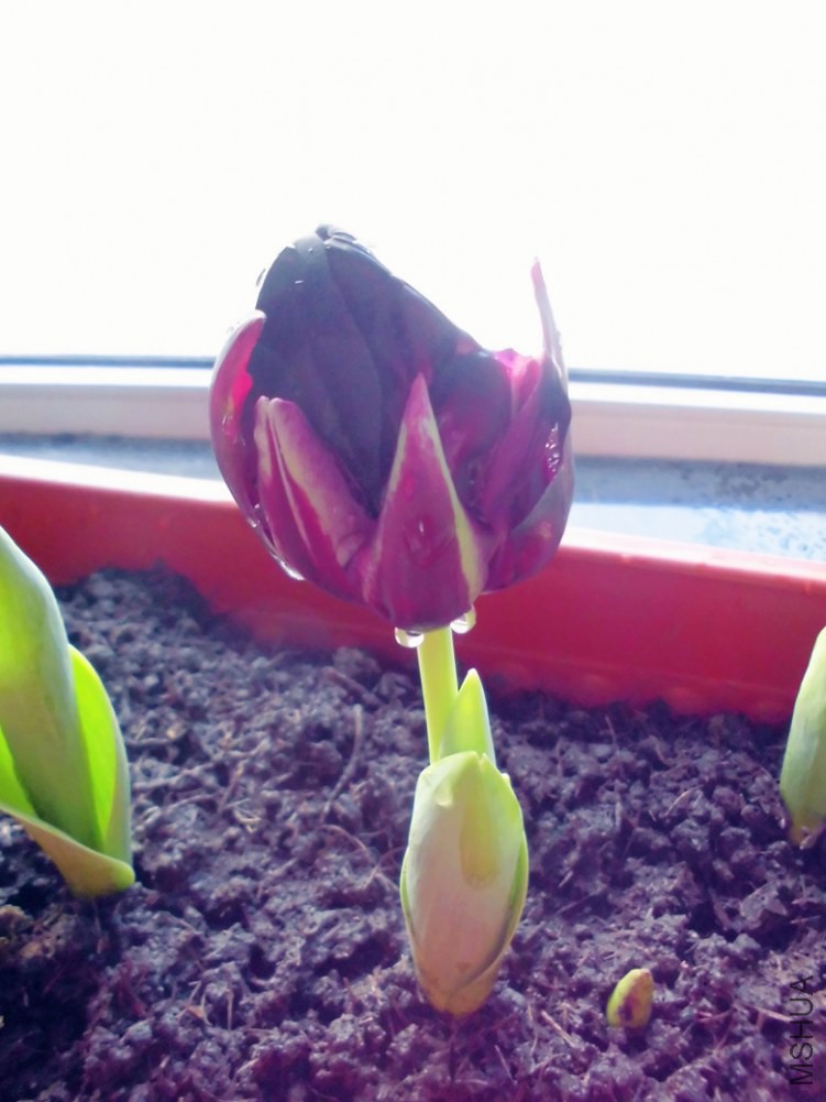 ��ɫӢ��Ҳ��ɫ��