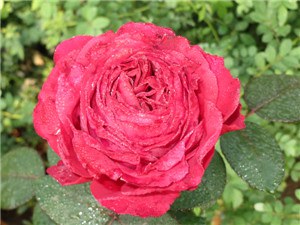 IMG_0042.jpg