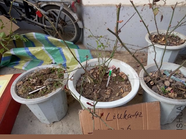 �������� ���ֶ�ͯ Ů��