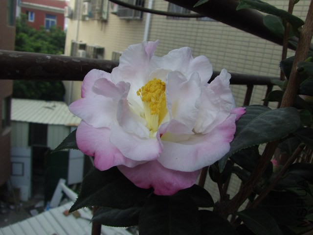 GEDC0982.JPG