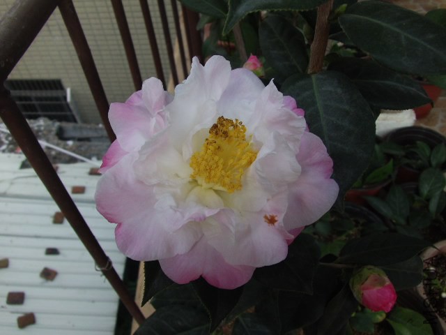 GEDC0980.JPG