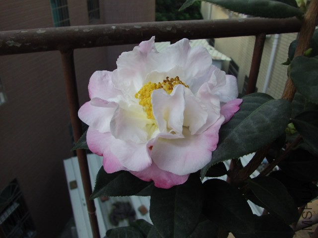 GEDC0987.JPG