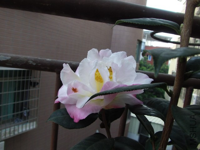 GEDC0979.JPG