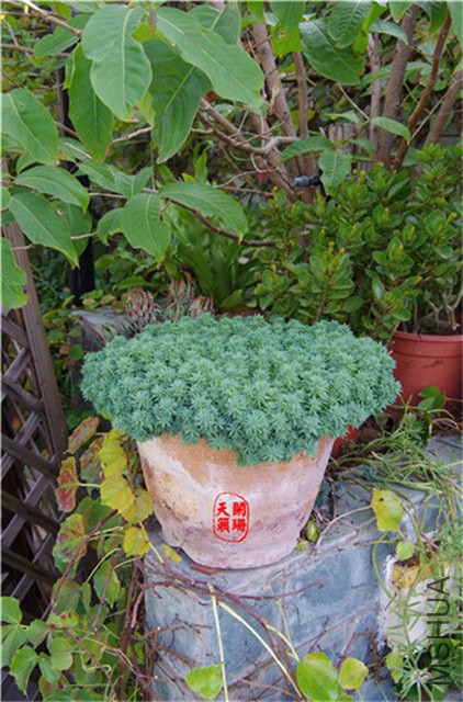 ��ѩ����