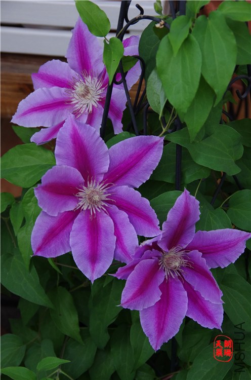 �屴����ʿ