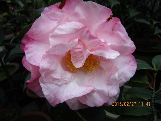 IMG_5716_�༭.jpg