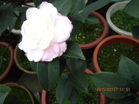 IMG_5724_�༭.jpg