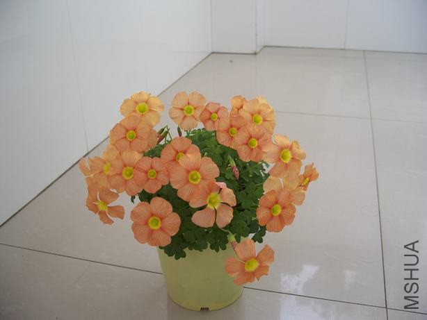 100_5227.JPG