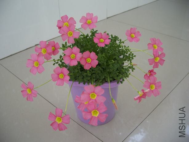100_5220.JPG