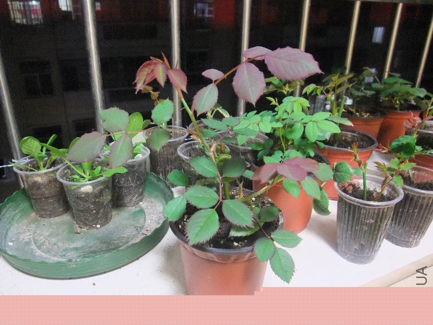 ������С DSCF8518.JPG