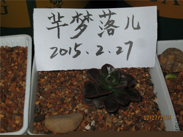 �ɿ�����ש��15���ѳ���