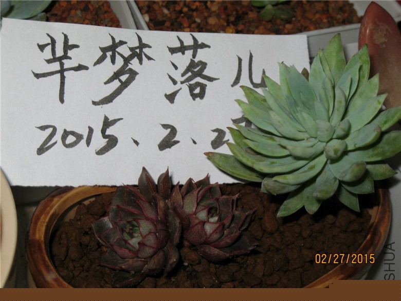 ˫ͷС�Ͻ�5CM35���ѳ���