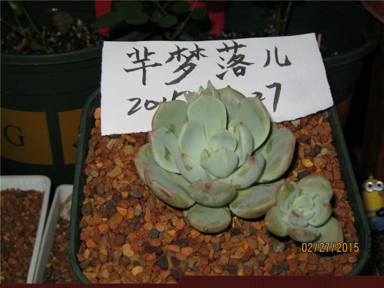 ����7CM����ѿ��������Сͷ45������Сׯ��12���ѳ���