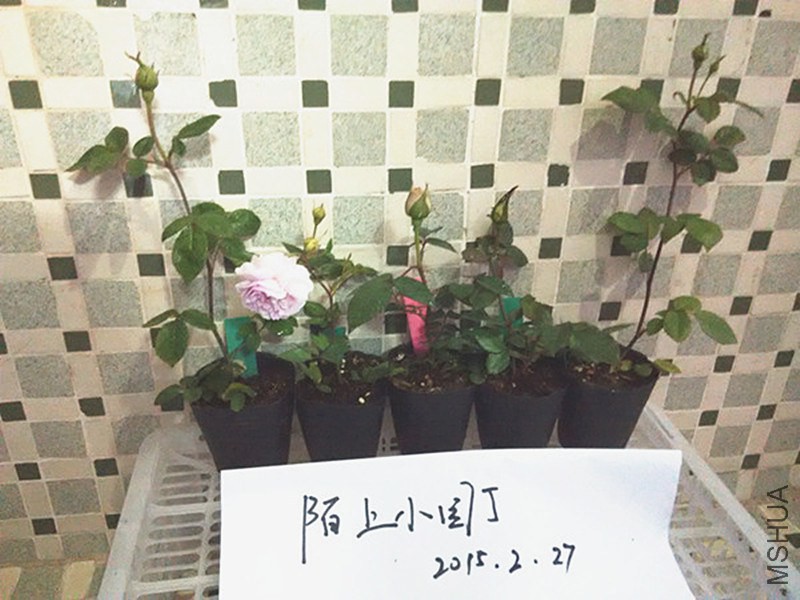 ���꼧����ɷ�.jpg
