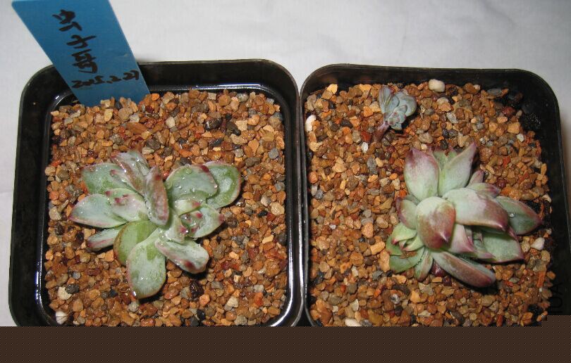 1��������4-5cm ��˫ͷ 16Ԫ ����ͷ20