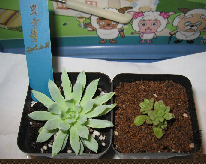 2������ɫ��ʹ6-7cm��20Ԫ������ƤѼ3ͷ3-4cm���ң�6Ԫ