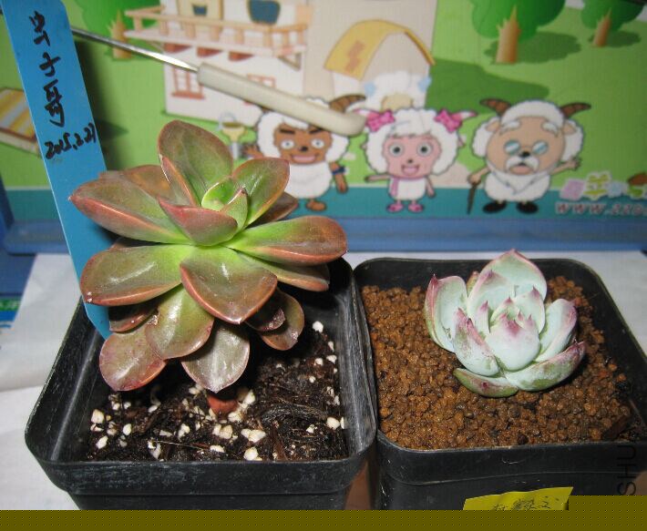 6�����ɿ�����ש��׮6cm��30Ԫ���ң������ӽ�4cm��23Ԫ
