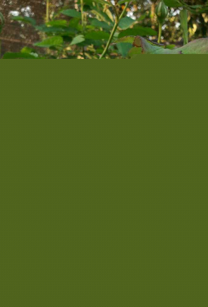 2015-02-27 17.43.23-1-1.jpg