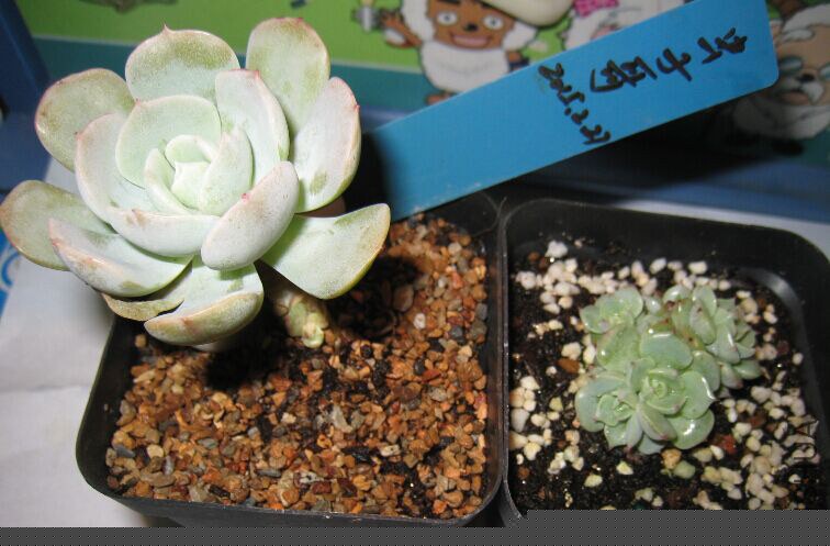 7���󣺷�³ʯ����׮6cm,�ײ���С����16Ԫ���ң�Ⱥ����צ 5ͷ����4cm���ң�45Ԫ