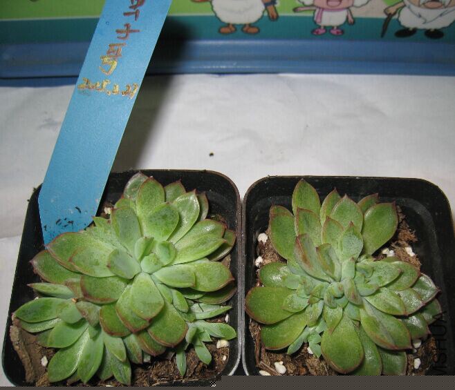8�����Ҷ�ͷŮ��7cm��ÿ��24Ԫ