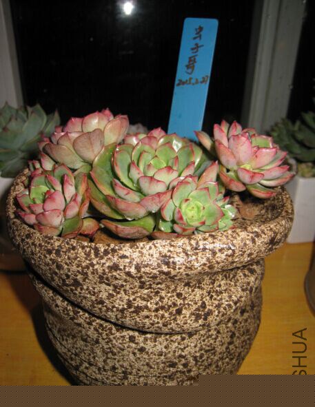 12��Ⱥ���컯ױ12cm+����ͷ��������С���ӣ�100Ԫ