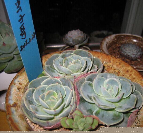 16�����5cm+  ÿ��10Ԫ