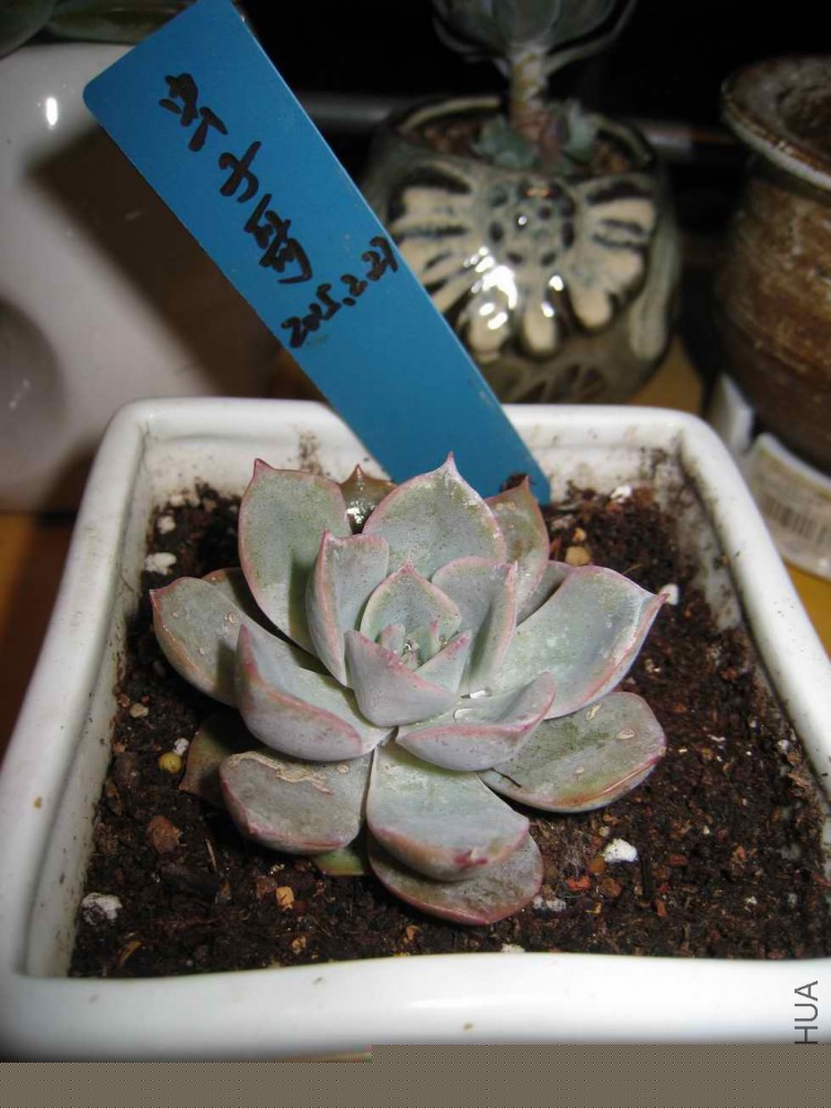 18���ư���5.5CM��30Ԫ