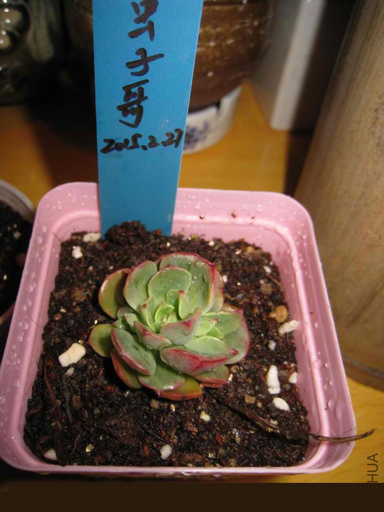 19����ͷ�컯ױ4cm��20Ԫ������Ʒ