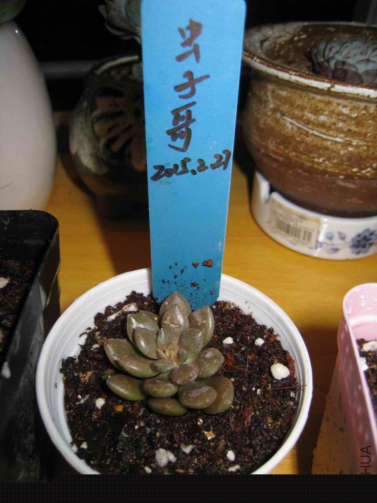 20�������3cm����Ʒ��6Ԫһ��������Ʒ