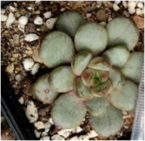 22�������и���4cm���ң�40Ԫ������Ʒ
