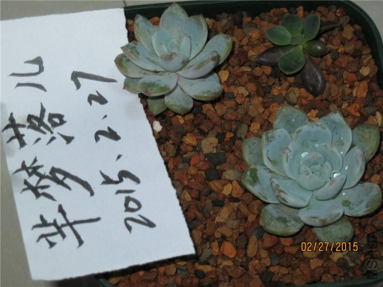 ܽ��ѩ�������6cm25��С��5cm20