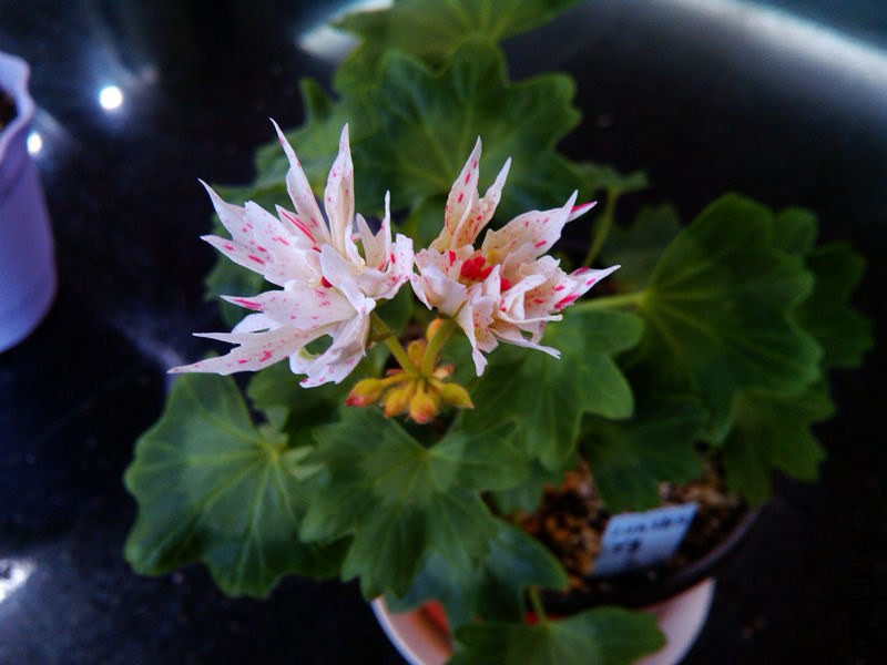 �������ķ�Ҷ��dunsbury���꿪��ͼ
