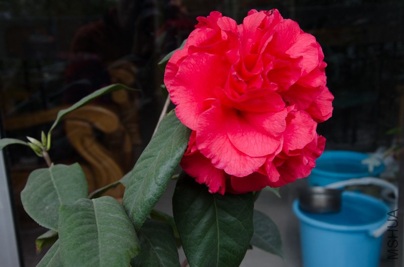 DSC_0002-4.jpg