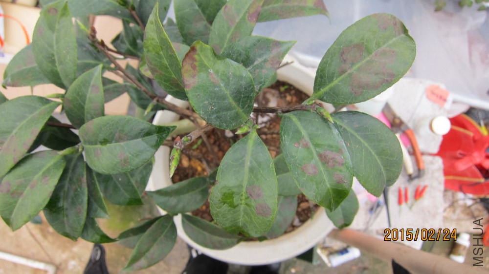 ��ͼ��ţ���µ�ʯ