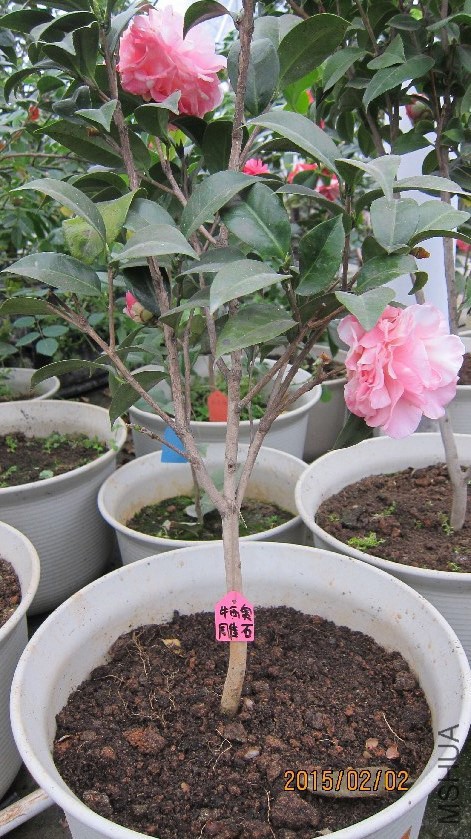 ��ͼ��ţ���µ�ʯ