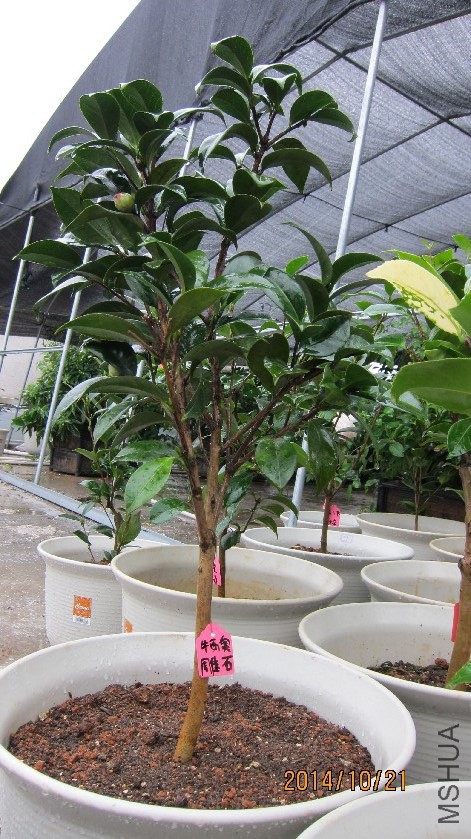 ��ͼ��ţ���µ�ʯ