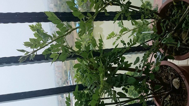 �볤������Ǿޱ