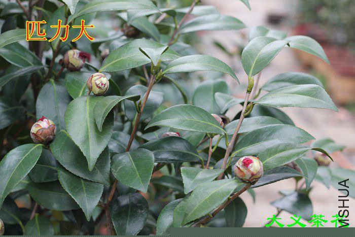 ƥ����1 (1).jpg