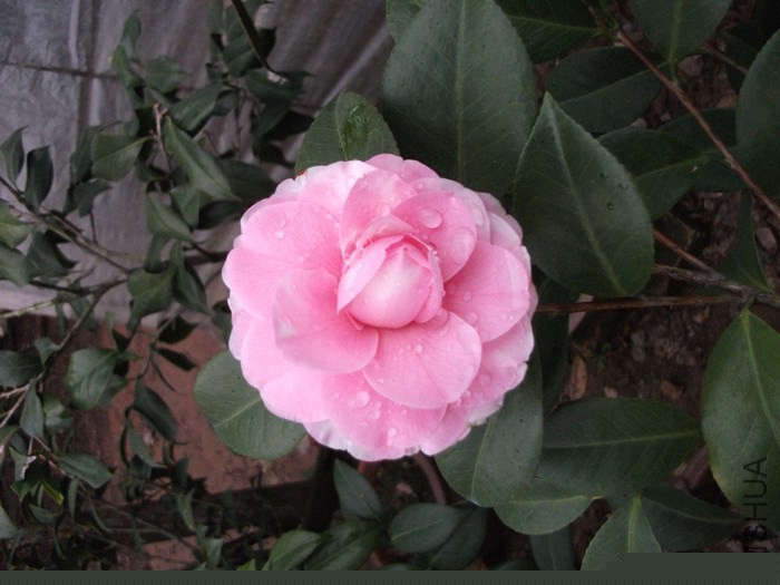 DSCF9260_����.jpg
