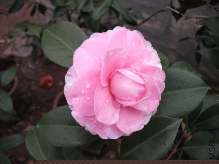 DSCF9257_����.jpg