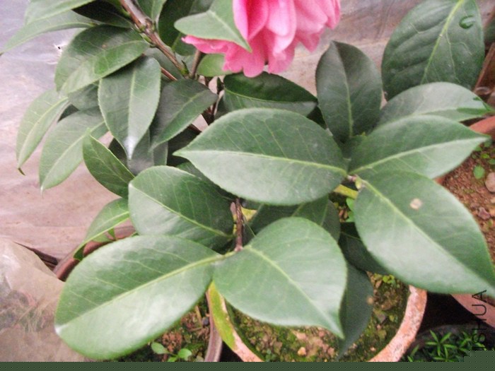 DSCF9254_����.jpg