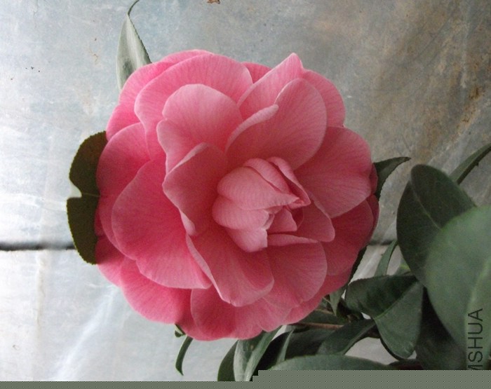 DSCF9252_����.jpg